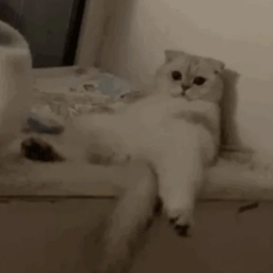 七色猫免费观看电视剧影视大全
